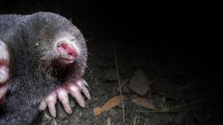 Female moles look and act just like male moles, thanks to a unique hybrid organ called the ovotestis, which gives them a boost of testosterone. Mole selfie