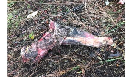 Moose meat was dumped along the Alaska Highway earlier this month, says Yukon's Environment Department. Moose meat dumped Alaska Highway