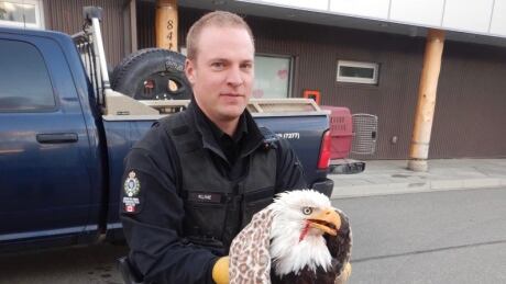 Conservation Officer Joel Kline was able to get the bird and safely place it into a kennel. Eagle 1