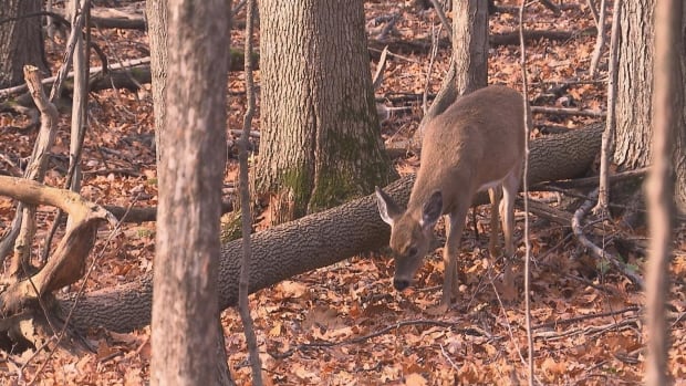 City of Longueuil to put down 15 deer to deal with overpopulation | CBC News