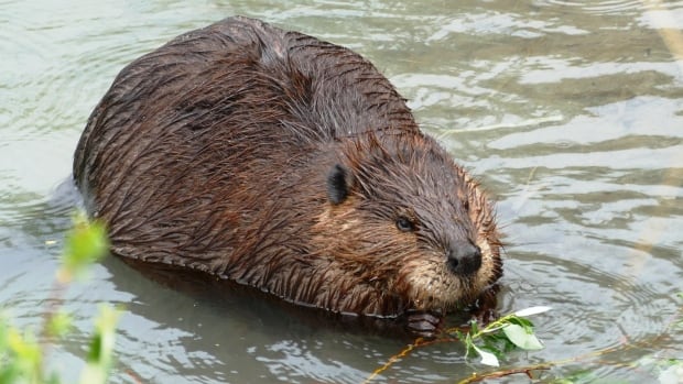 A North American beaver captured at Weaselhead Flats. A beaver eating from a branch in the water.
