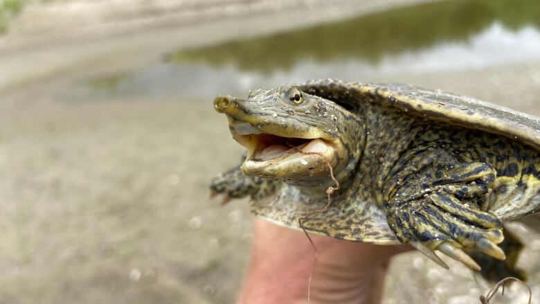 The menace of Lake Ralphine: Video appears to show non-native snapping  turtle that can lop off toes with a single bite