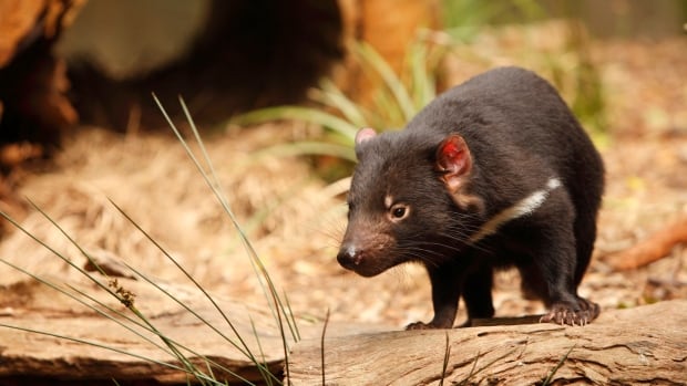 Rewilding Australia, one devil at a time | CBC Documentaries