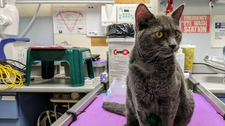 Quebec to ban declawing and other cosmetic animal procedures this summer; 
