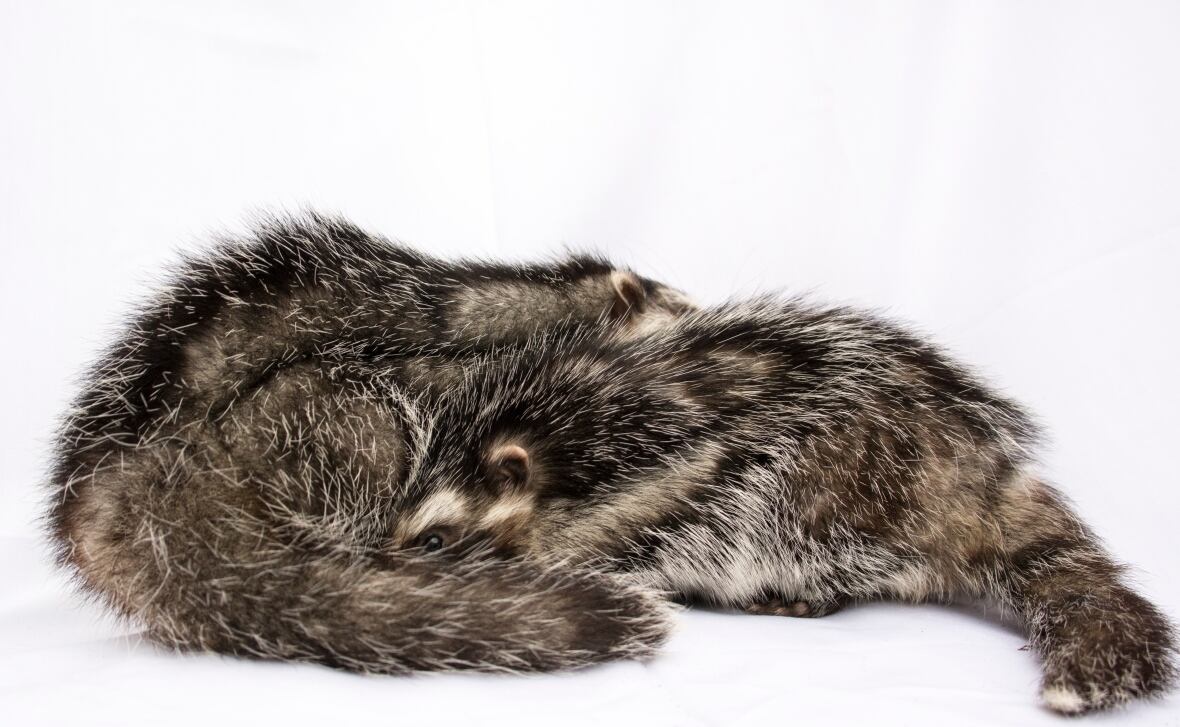 This African rat combs poison into its fur to deter predators