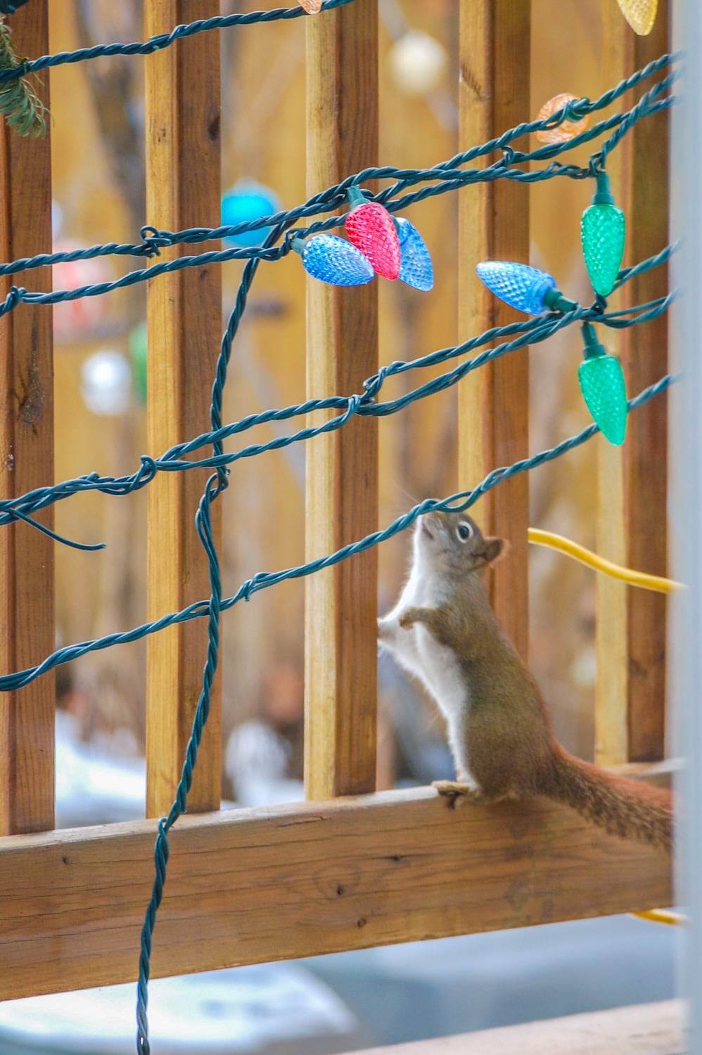 Squirrel christmas lights Clearance