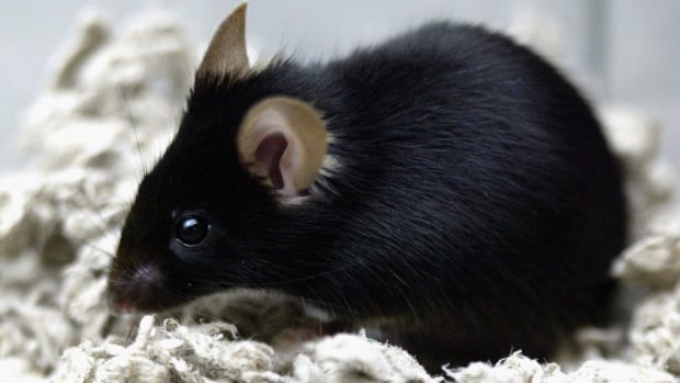 Scientists reverse aging in retinal cells by removing genetic 'rust' to restore vision | CBC Radio
