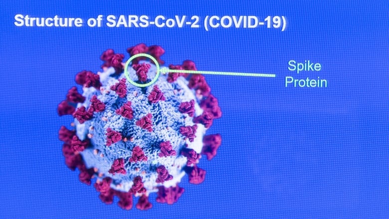 British scientists investigating new strain of coronavirus, but downplay concerns | CBC News