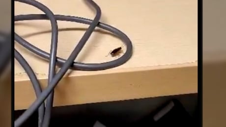 COVID-19 outbreak over, but cockroach problem at Winnipeg's Parkview Place continues