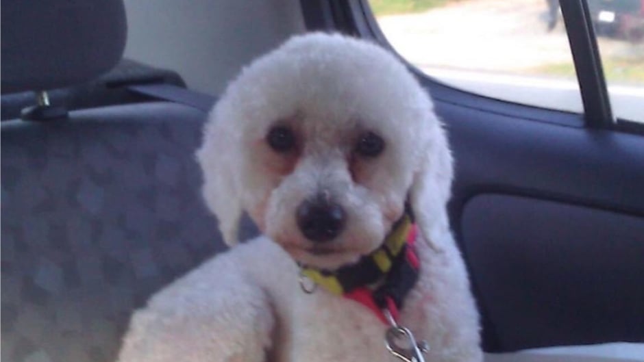 cbc.ca - Blair Rhodes - Dartmouth real estate agent fined, suspended for taking dog