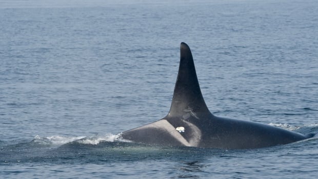 Female orcas more likely to stop feeding when close to boats, study finds, raising reproduction concerns | CBC News