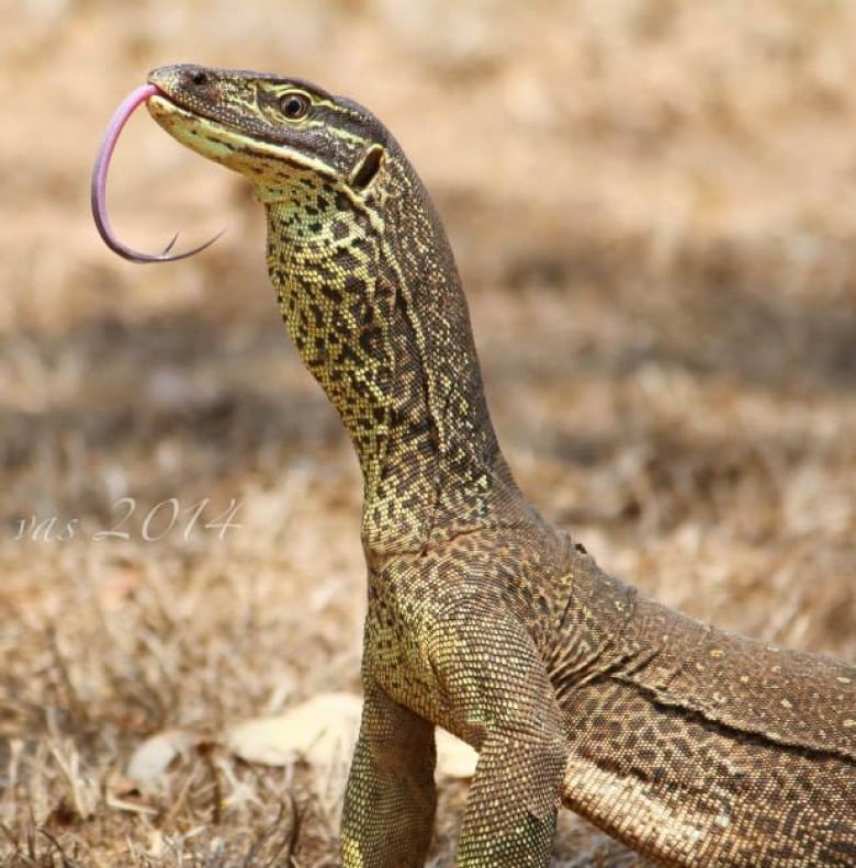 Types Of Monitor Lizards