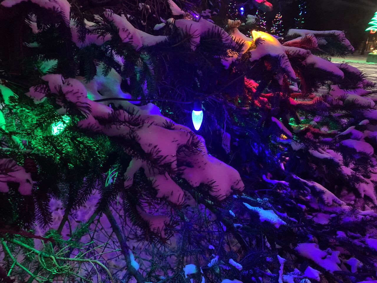 Christmas lights in Victoria Park will stay on until end of February