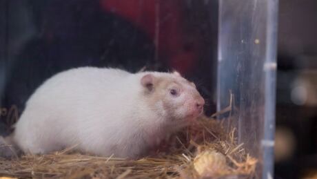 Groundhog Day Canada 20180202