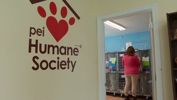 P.E.I. Humane Society's surgical suite back on track after Canadian providers found