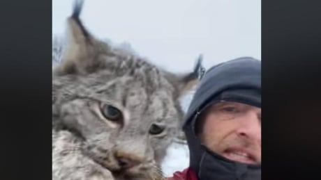 B.C. farmer grabs lynx by scruff of neck, scolds it for killing chickens