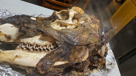 Noreen Vance says it takes a full day to cook moosehead in the oven. Cooked moose head