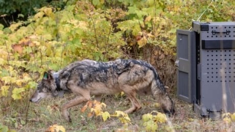 The wolf known as 003F leaves the crate on her first day on Michigan's Isle Royale in October 2018. Wolf 003F