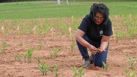 Christine Noronha, a research scientist with Agriculture and Agri-Food Canada in Charlottetown, and has been testing this pesticide since 2015. Christine Noronha wireworm pesticide