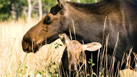 Wildlife, like moose, part of the draw for people to Cooking Lake-Blackfoot Recreation Area east of Edmonton, Alta. Moose