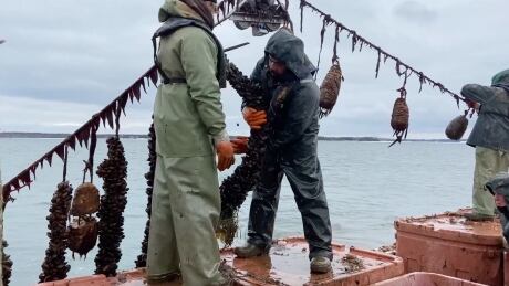 It's cold out on the water this winter, but still easier to harvest from a boat rather than through the ice. Mussel harvest, PEI, winter 2021