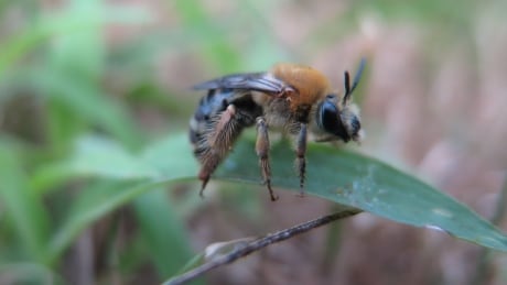 New research from the University of Guelph looked at the impact pesticides have on ground-nesting bees, like the squash bee. Squash bee ground-nesting bee