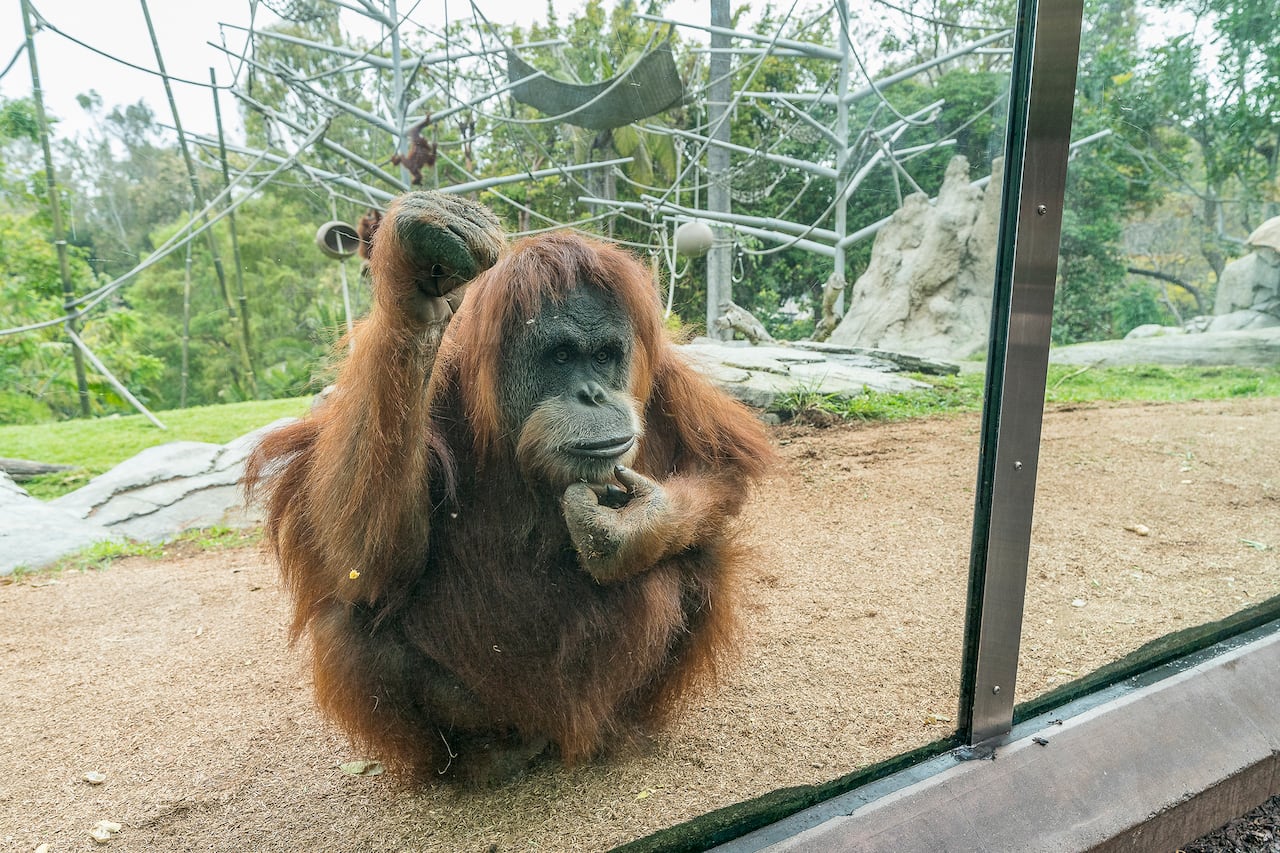 orangutan san diego zoo