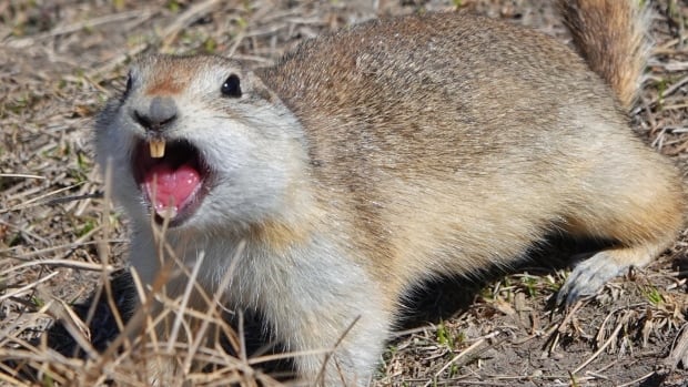 Naturalist Brian Keating submitted this photo of a gopher in Calgary on March, 22 2021. A gopher
