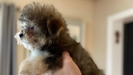 CFIA targets puppy importers in at least 6 raids in Ontario