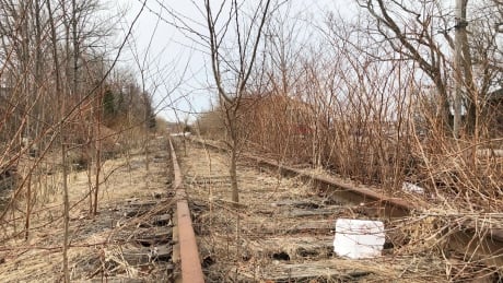 Officials with Nova Scotia's transportation department say the crumbling rail line that runs across Cape Breton has not been inspected since it was discontinued in 2015. Cape Breton rail trees 2021