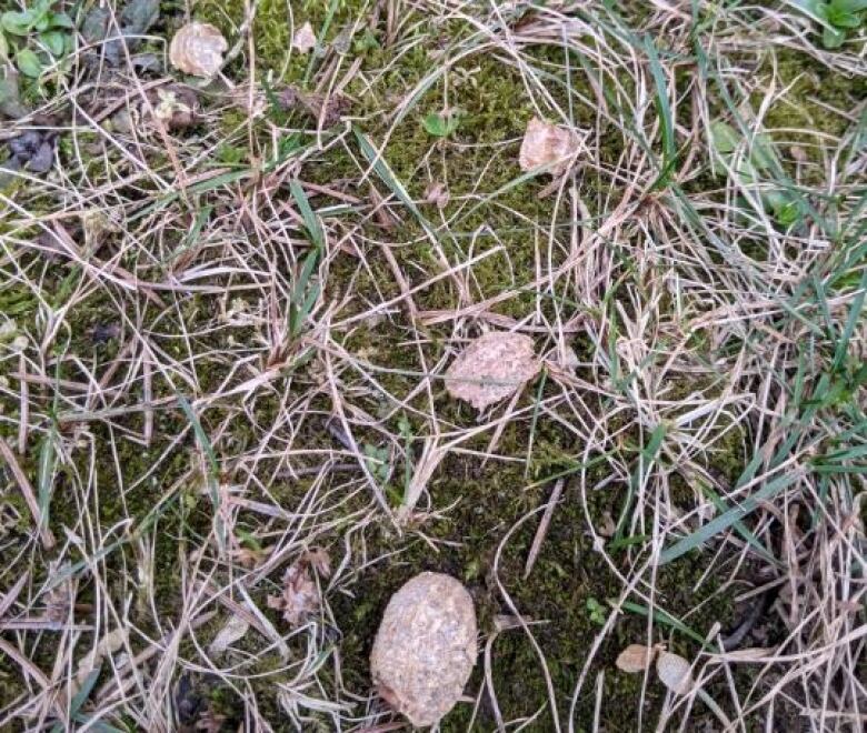 Please Don T Feed Peanuts To Wildlife It Can Put Anaphylactic Kids At Risk Says Baden Mom Cbc News