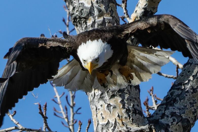 Dozens of Bald Eagles Have Died From Bird Flu - The New York Times