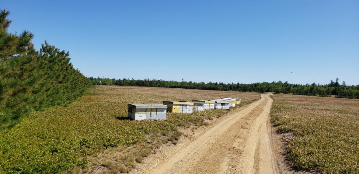 A blueberry farm