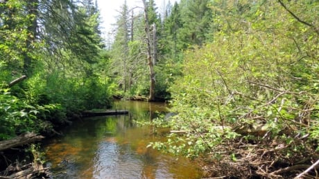 Vernon River headwaters, PEI