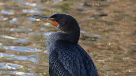 Cormorants have targeted the trout population of Bowring Park and the Waterford River. cormorant perched on a rock