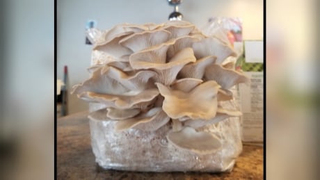 Phoenix oyster mushrooms grown on a block of Douglas fir sawdust