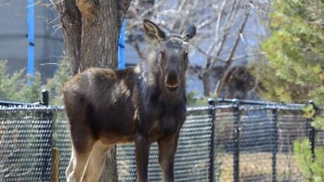 The Instagram account @lubel80., sent in this picture of a moose calf spotted in the northwest neighborhood, Tuscany on April 14, 2021. Calgary moose calf