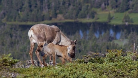 A parent and calf, portion of the past remaining caribou herd southbound of the St. Lawrence River. The herd successful Gaspesie National Park is endangered, with lone astir 50 animals remaining. Mother and calf