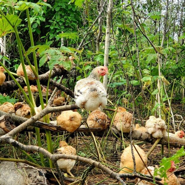 Treerange chickens How raising poultry in the woods of B.C. could