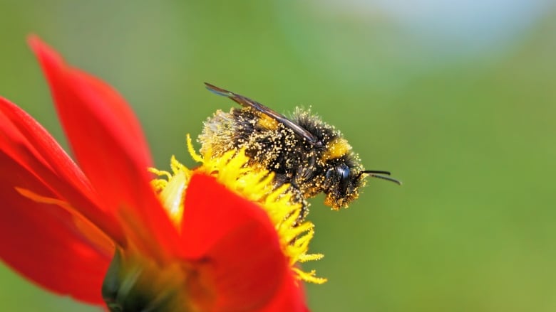 This simple trick could help you to save an endangered bumble bee