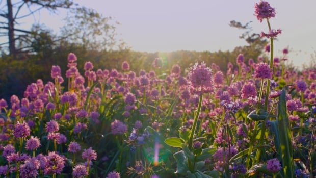 These beautiful island meadows are some of Canada's most threatened ecosystems