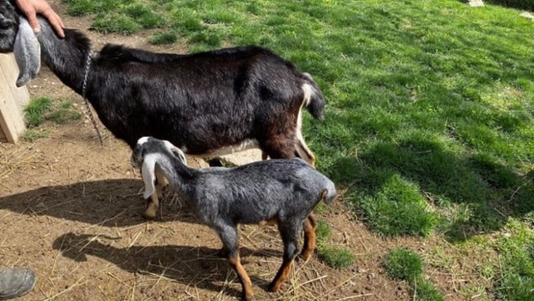 Someone stole a baby goat from Toronto's Riverdale farm | CBC News