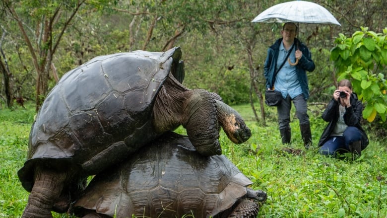 Animals Rarely Avoid Mating With Relatives New Study Says Cbc Radio