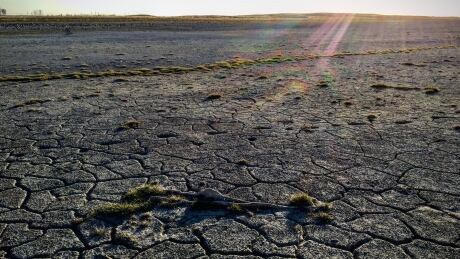 This is a slough bed that usually covers a huge quarter section of land, according to Nyki Maisonneuve. 'Where I was standing is typically around five feet deep with water. The slough is just dust now.' Apr. 30/2021 Drought near Estevan