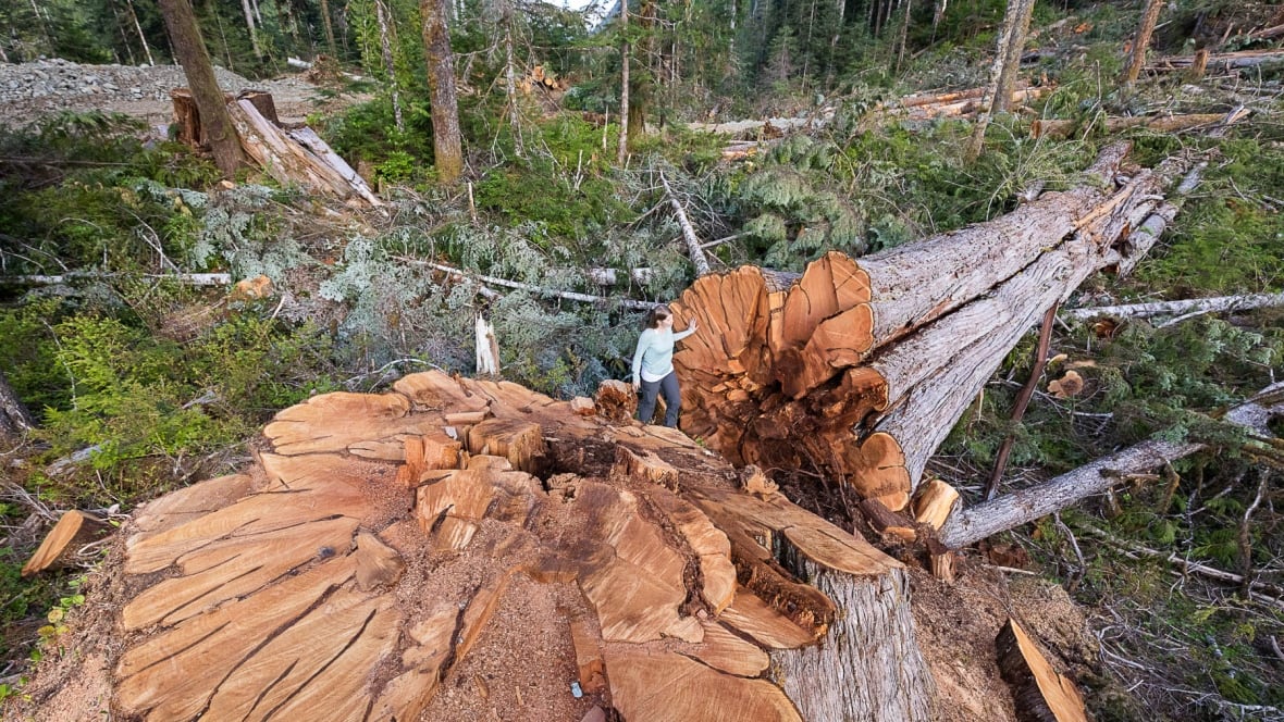 B.C. needs a 'paradigm shift' in how it handles old-growth forests, says ecologist