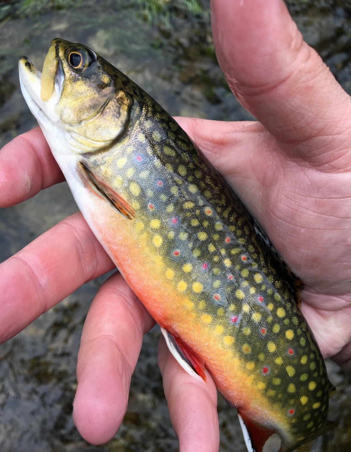 Someone holding a fish.