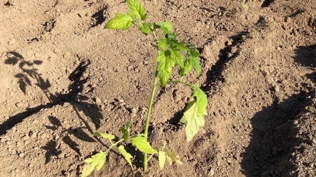 Farmers, water well users in southwestern Ontario deal with arid May | CBC News Farmers, water well users in southwestern Ontario deal with arid May | CBC News