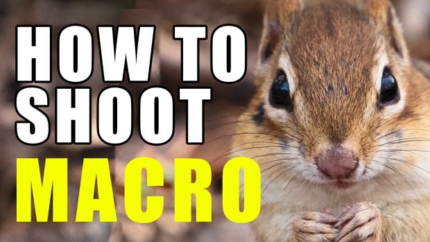 Macro photography tips: How to shoot all the little things that nature presents during spring