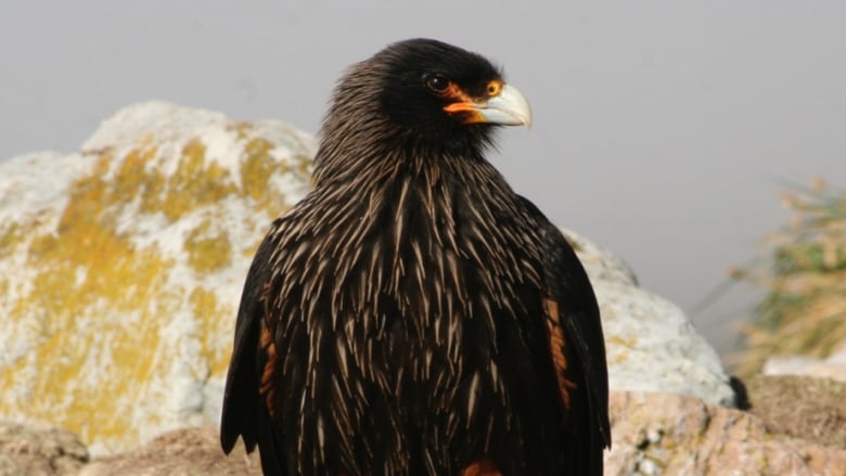 AMAZING Bird Flocks!  Earth Unplugged 