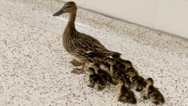 School staff help duck family waddle through COVID-19 vaccination clinic to nearby creek
